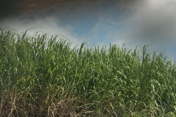 Plantación de caña de azúcar, Pernambuco, Brasil