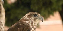 Halcón (Falcónido fam.)