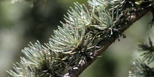 Cedro del Atlas - Hojas (Cedrus atlantica)