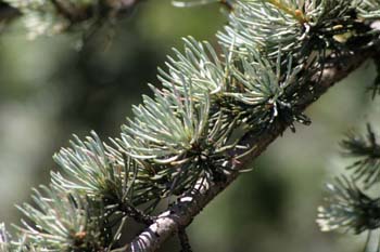 Cedro del Atlas - Hojas (Cedrus atlantica)