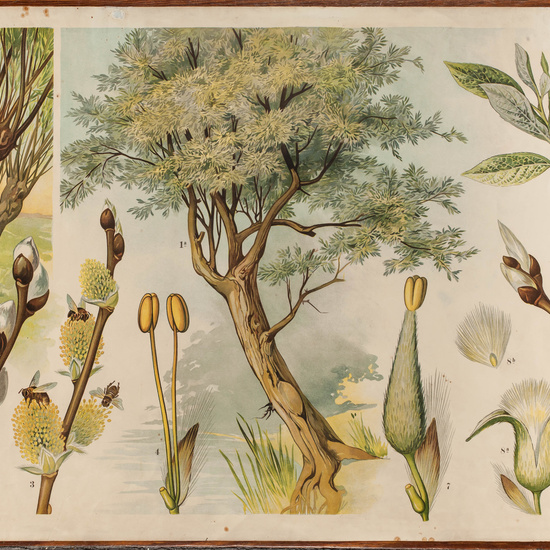 IES_CARDENALCISNEROS_BOTÁNICA_II_LÁMINAS_017