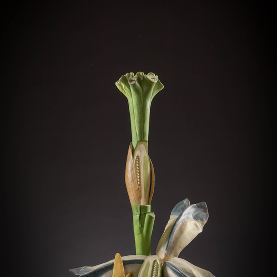 IES_CARDENALCISNEROS_BOTANICA_III_MODELOS_049