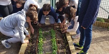 5º PLANTA EN EL HUERTO_CEIP FDLR_LAS ROZAS 5