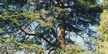 Cedro del Líbano (Cedrus libani)