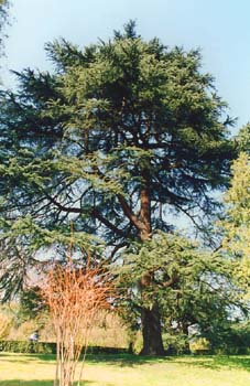 Cedro del Líbano (Cedrus libani)