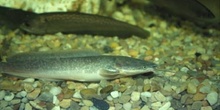 Pez gato (Clarias sp.)