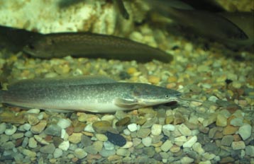 Pez gato (Clarias sp.)