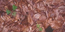 Haya - Suelo (Fagus silvatica)