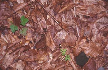 Haya - Suelo (Fagus silvatica)