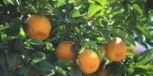 Naranjo amargo (Citrus aurantium)