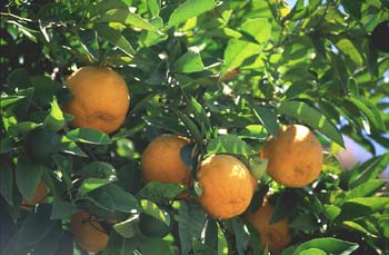 Naranjo amargo (Citrus aurantium)