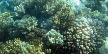 Colonia de coral, Australia