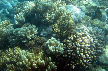 Colonia de coral, Australia