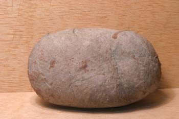 Huevo de Segnosaurus sp. (Reptil) Cretácico