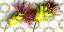 Flor sobre estampado de sépalo