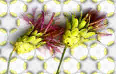 Flor sobre estampado de sépalo