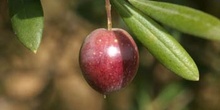 Olivo - Fruto (Olea europaea)