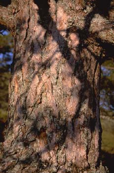 Pino silvestre - Corteza (Pinus sylvestris)