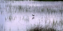 Cigüeñuela (Himantopus bimantopus)