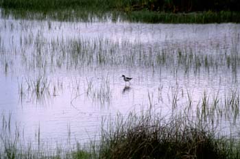 Cigüeñuela (Himantopus bimantopus)