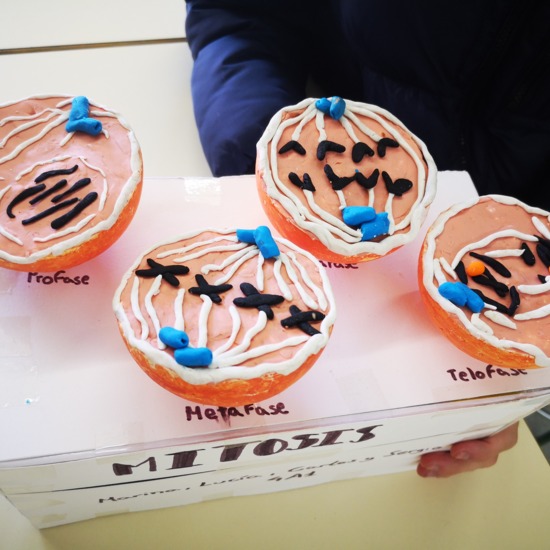 Maqueta de la mitosis