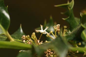 Acebo - Flores (Ilex aquifolium)