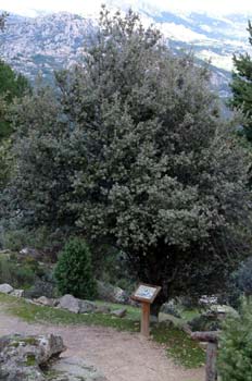 Encina, La Pedriza, Madrid