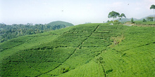 Campos de té, Indonesia