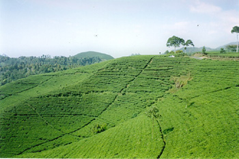 Campos de té, Indonesia