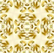 Seriación del detalle en cuadro