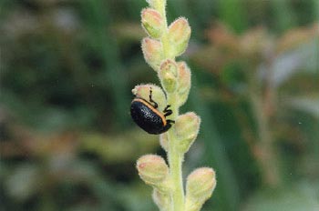 Crysomela sanguinolenta