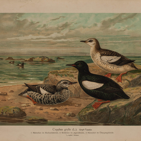 IES_CARDENALCISNEROS_AVES_LAMINAS_143