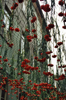 Fiesta Revolución de los Claveles, Oporto, Portugal