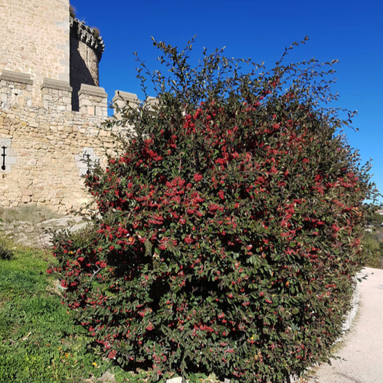 La Pedriza. 3º ESO. 2017-2018. 43