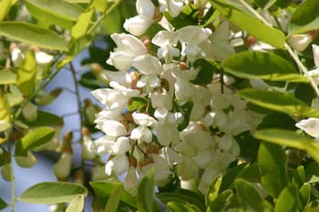 Pan y quesillos - Hoja, flor, fruto (Robinia pseudoacacia)