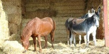 Burros en un pesebre, Campo Real, Comunidad de Madrid