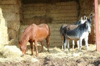 Burros en un pesebre, Campo Real, Comunidad de Madrid