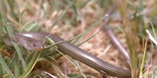 Eslizón tridáctilo (Chalcides striatus)