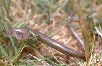 Eslizón tridáctilo (Chalcides striatus)