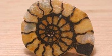 Ammonites sp. (Molusco-Ammonites) Jurásico
