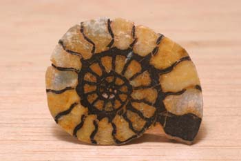 Ammonites sp. (Molusco-Ammonites) Jurásico