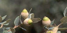 Encina - Bellota (Quercus ilex)