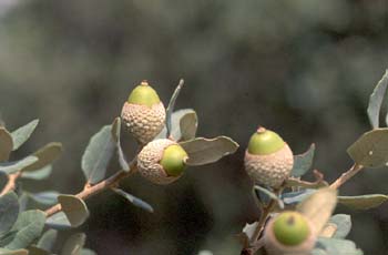 Encina - Bellota (Quercus ilex)