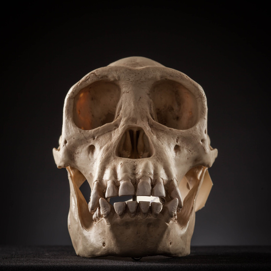 IES_SANISIDRO_MUSEO_Craneos_005