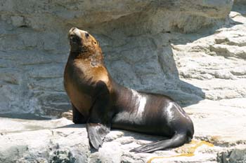 León marino (Otaria byronia)