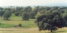 Encina - Bosque (Quercus ilex)