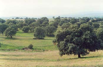 Encina - Bosque (Quercus ilex)