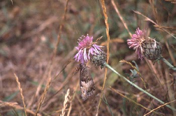 Banda acodada (Hipparchia alcyone)
