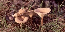 Clitocybe inversa