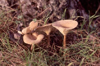 Clitocybe inversa